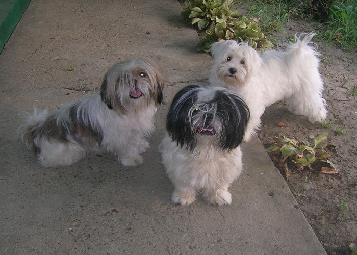 Bella, Ayan şi Minny; pereche Shih Tzu şi o femeluţă Bichon Maltese
