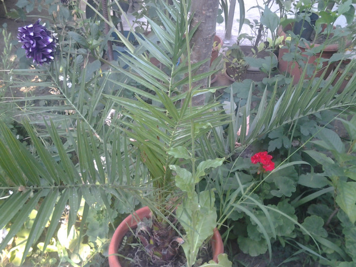 phoenix canariensis - palmieri