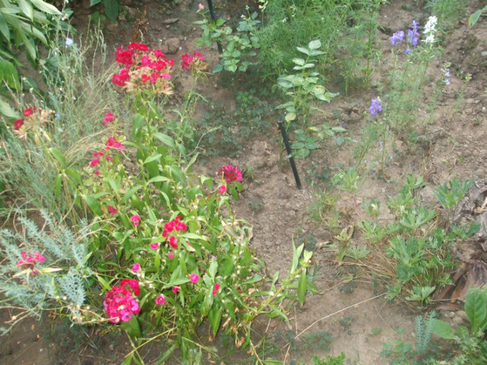 flori 2012 895