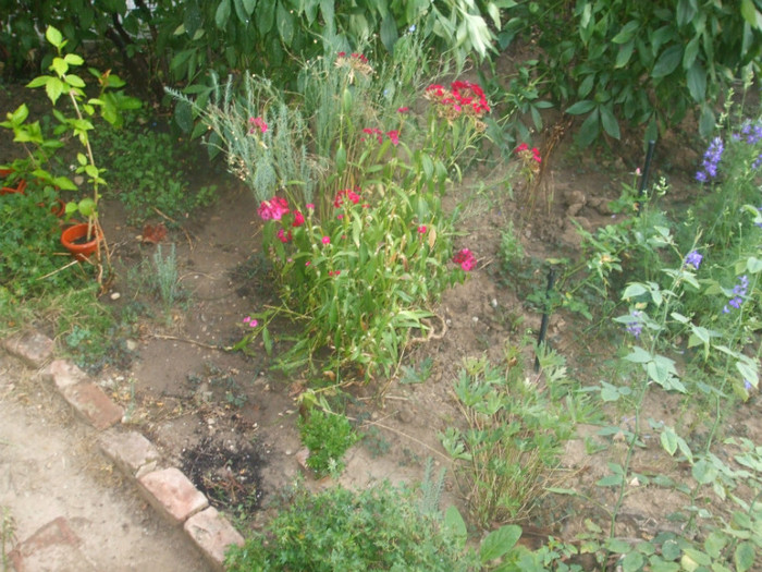 flori 2012 896
