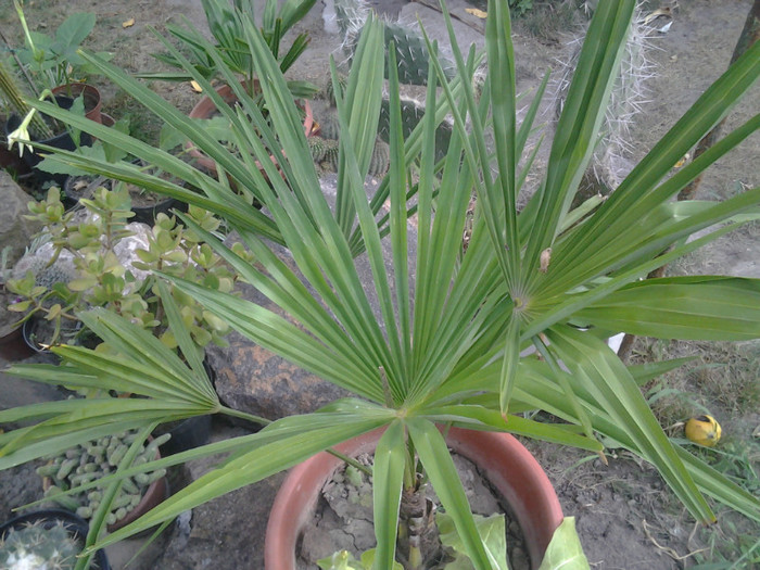 chamaerops humillis - palmieri