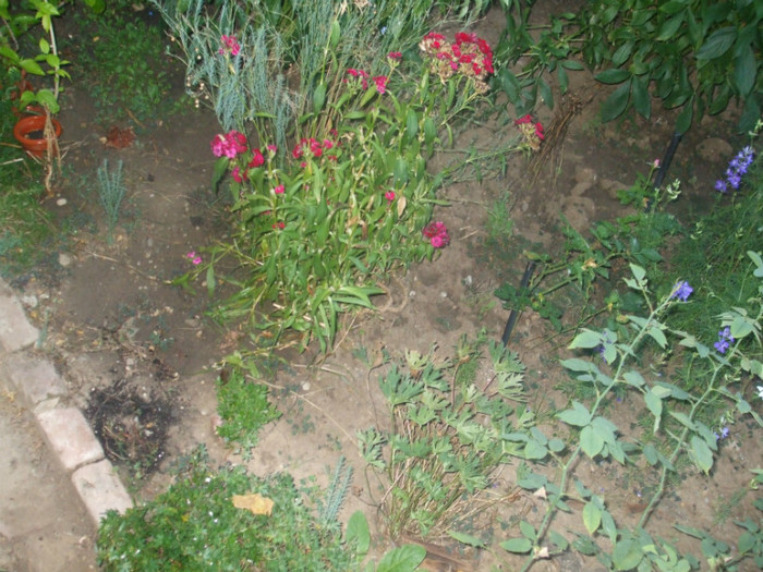 flori 2012 912