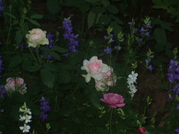 Rose Optimiste
