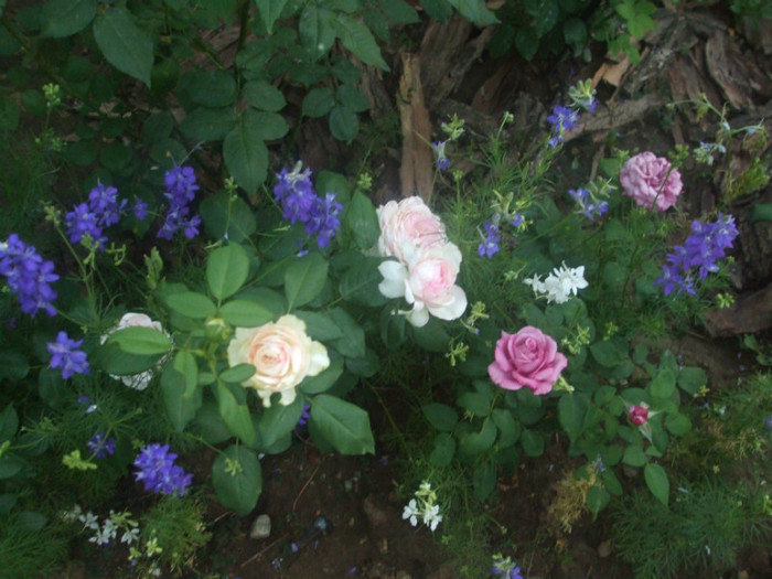 flori 2012 905