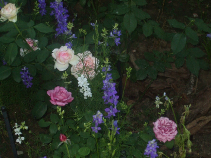 flori 2012 907