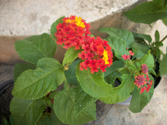 100_1469 - lantana