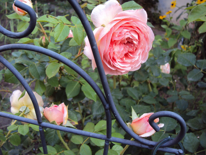 DSC07717 - Abraham Darby