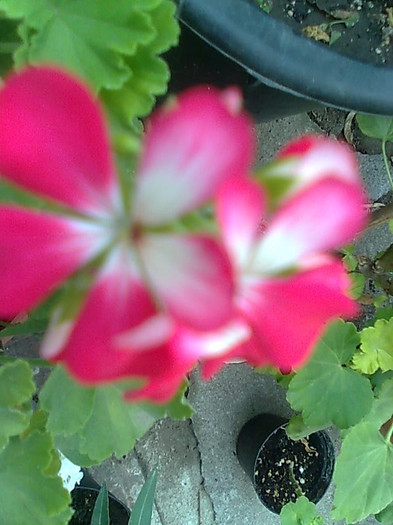 Imagine2641 - Pelargonium