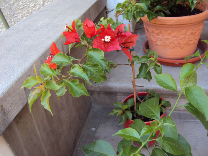 frumoasa red flame... - Bougainvillea- un nou sezon