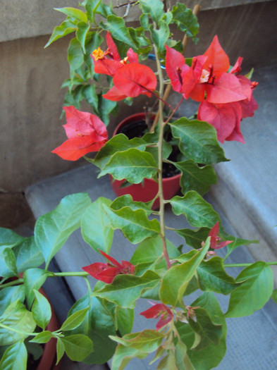 ...de noi floricele