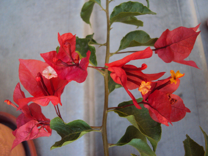 DSC07776 - Bougainvillea- un nou sezon
