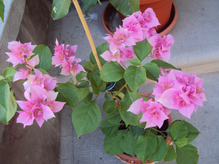 pagoda pink, frumoasa