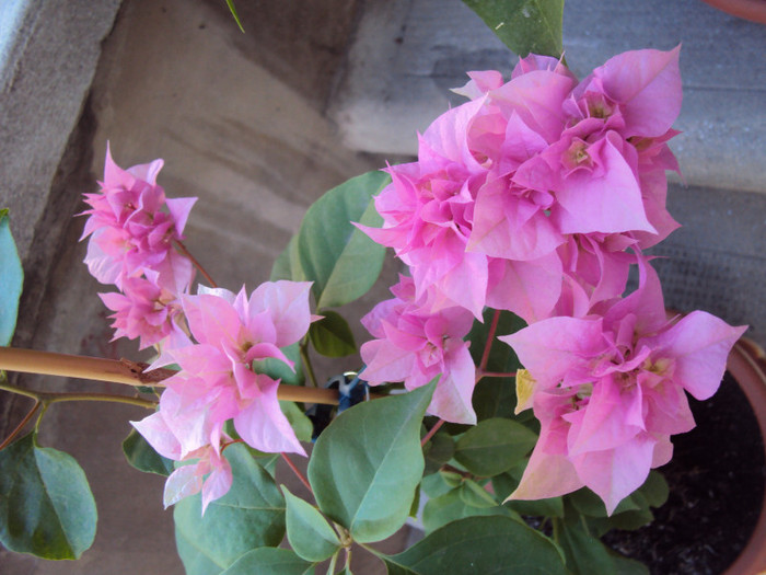 DSC07778 - Bougainvillea- un nou sezon