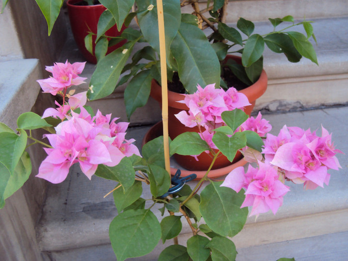DSC07779 - Bougainvillea- un nou sezon