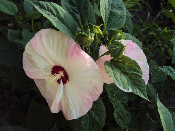 DSC07758 - Hibiscus de gradina