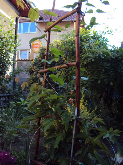 vitifolia e in largul ei