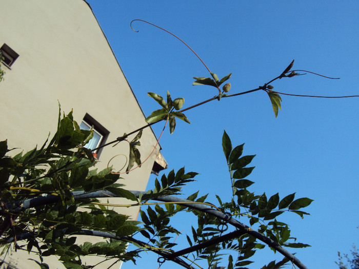 caerulea, mereu catre soare