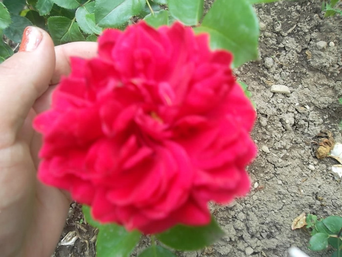 red leonardo da vinci - trandafiri 2012