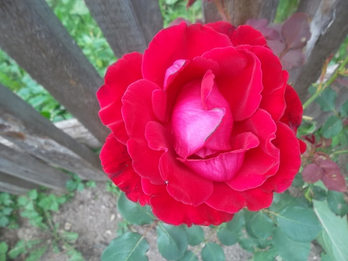 urcator - trandafiri 2012