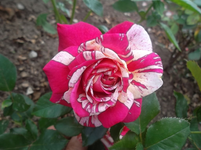 broceliande - trandafiri 2012