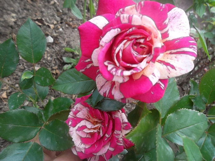  - trandafiri 2012