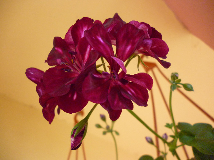 P1000991
