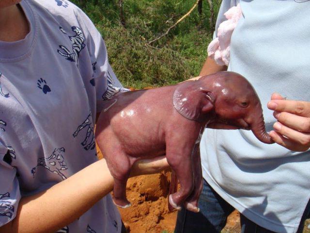 uitati cum arata un pui de elefant nou-nascut
