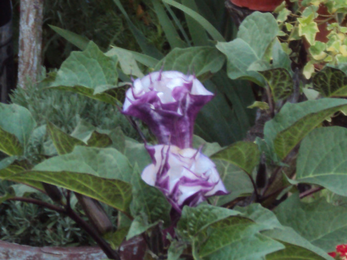 DSC00961