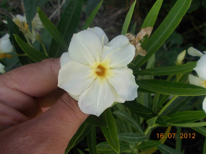 38 galben dublu  OASIS