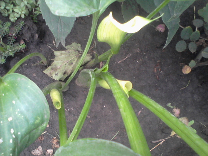 zantedeschia alba - flori de gradina 2012-2