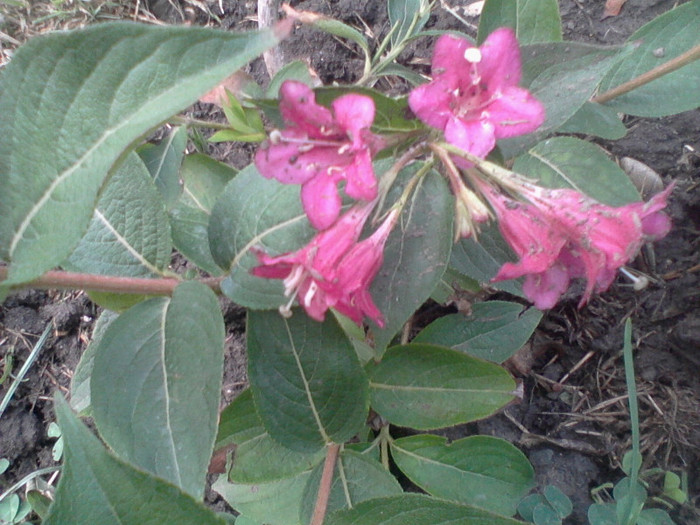 a inflorit-mersi - flori de gradina 2012-2