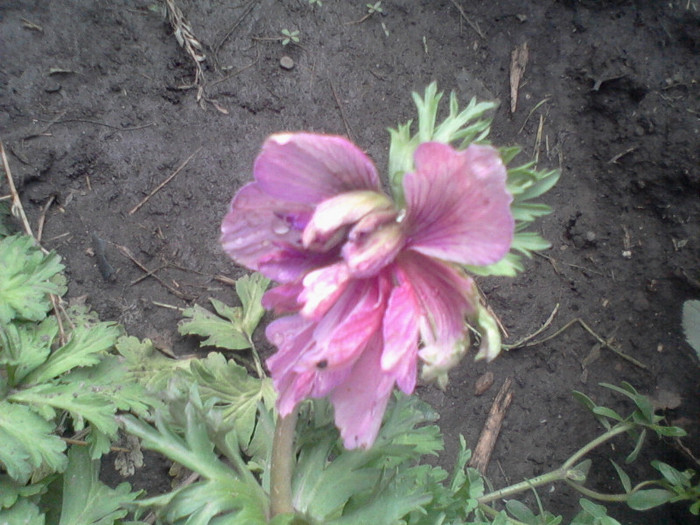 /? - flori de gradina 2012-2