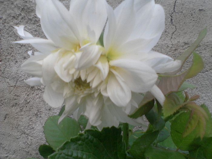 Fotografie-0056 - flori de gradina 2012-2