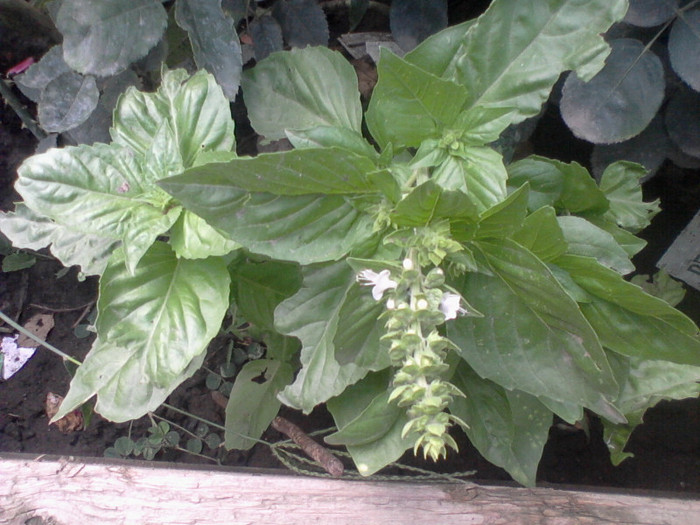 multumesc - flori de gradina 2012-2