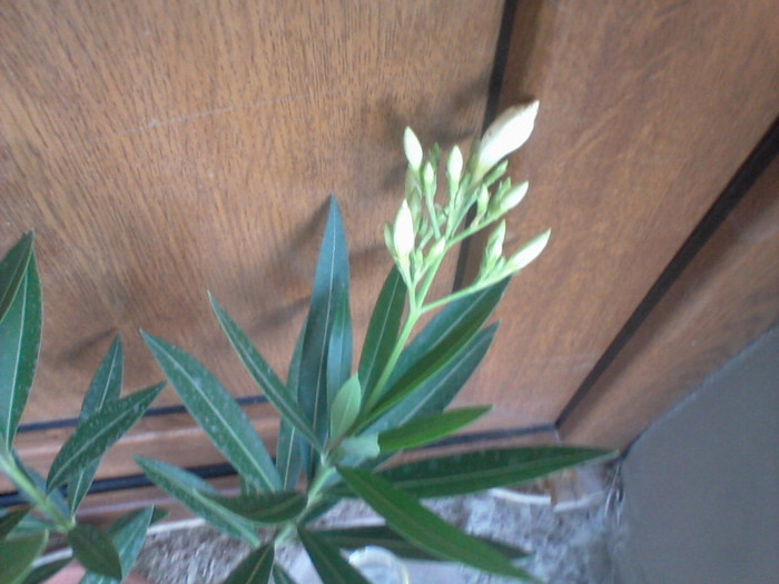 Fotografie-0060 - flori de gradina 2012-2