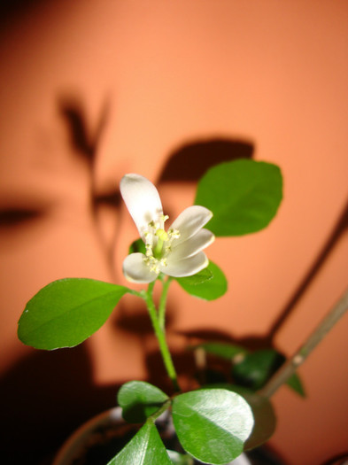 multumesc magdasomesan - florile mele2