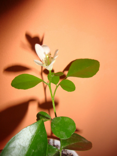 murraya - florile mele2
