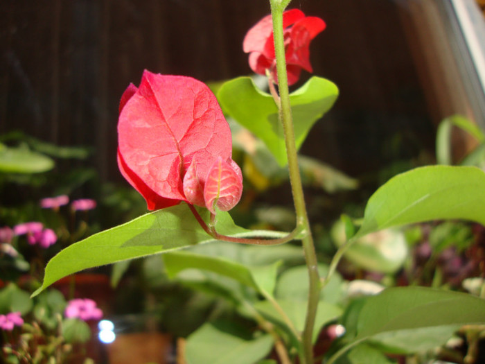  - florile mele2