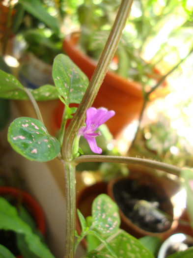  - florile mele2