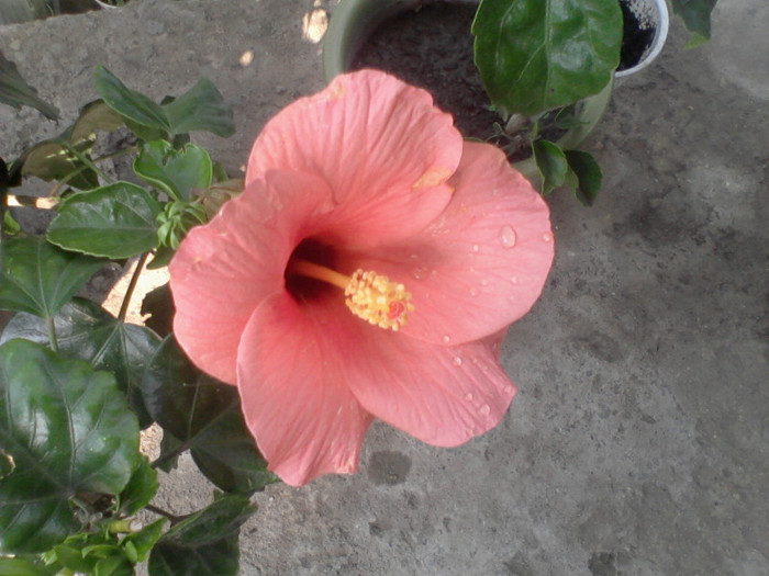 Fotografie-0032 - hibiscusi-2012-1