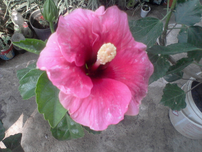 Fotografie-0033 - hibiscusi-2012-1