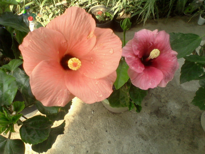 Fotografie-0034 - hibiscusi-2012-1