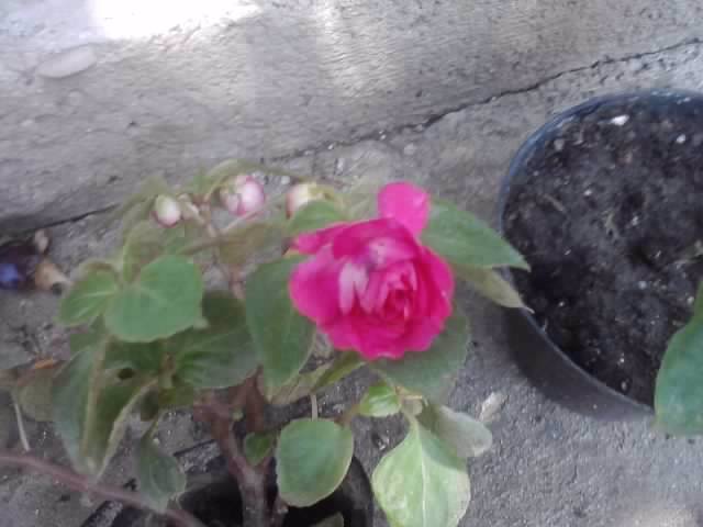 P160712_13.44_[02] - floricele-2012