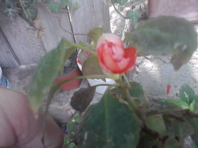 P160712_13.47_[01] - floricele-2012