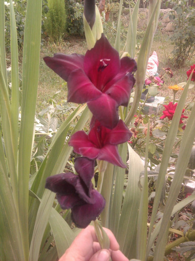 Photo1382 - gladiole