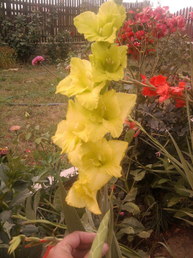 Photo1384 - gladiole