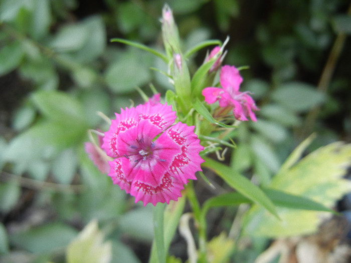 Dianthus barbatus (2012, July 16) - Dianthus Barbatus