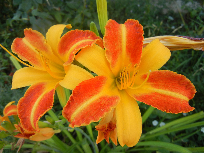 Hemerocallis Frans Hals (2012, July 16)