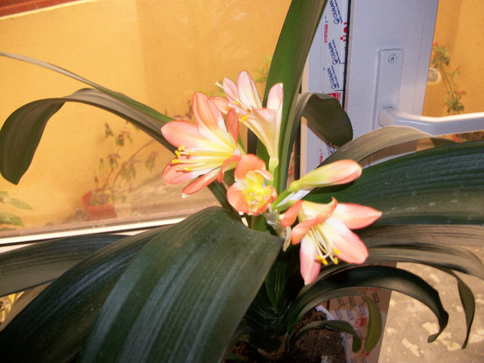 100_1615 - clivia