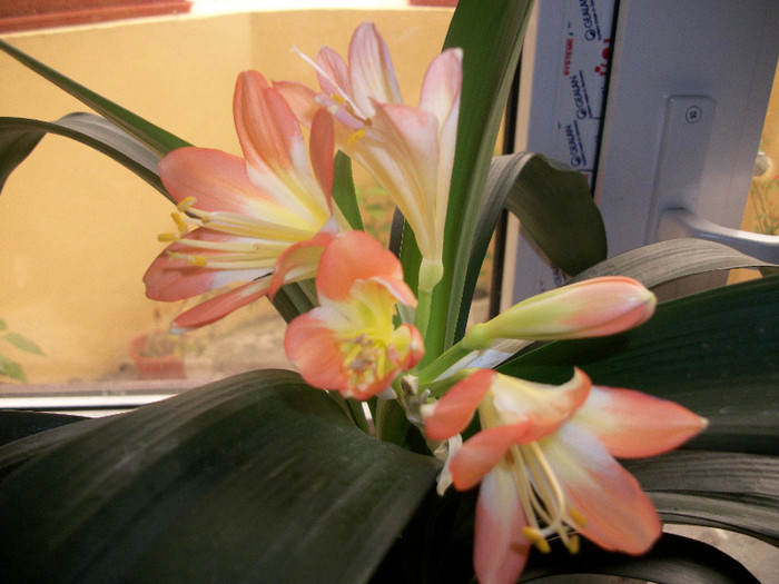 100_1616 - clivia